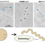 細胞運動能の起源と進化に迫る ~自ら動く『最小の』生命体を作り出すことに成功~ 細胞運動能の起源と進化に迫る ~自ら動く『最小の』生命体を作り出すことに成功~