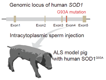 ブタ筋萎縮性側索硬化症モデルの作出〜ALS遺伝子・細胞治療のプラットフォーム開発〜