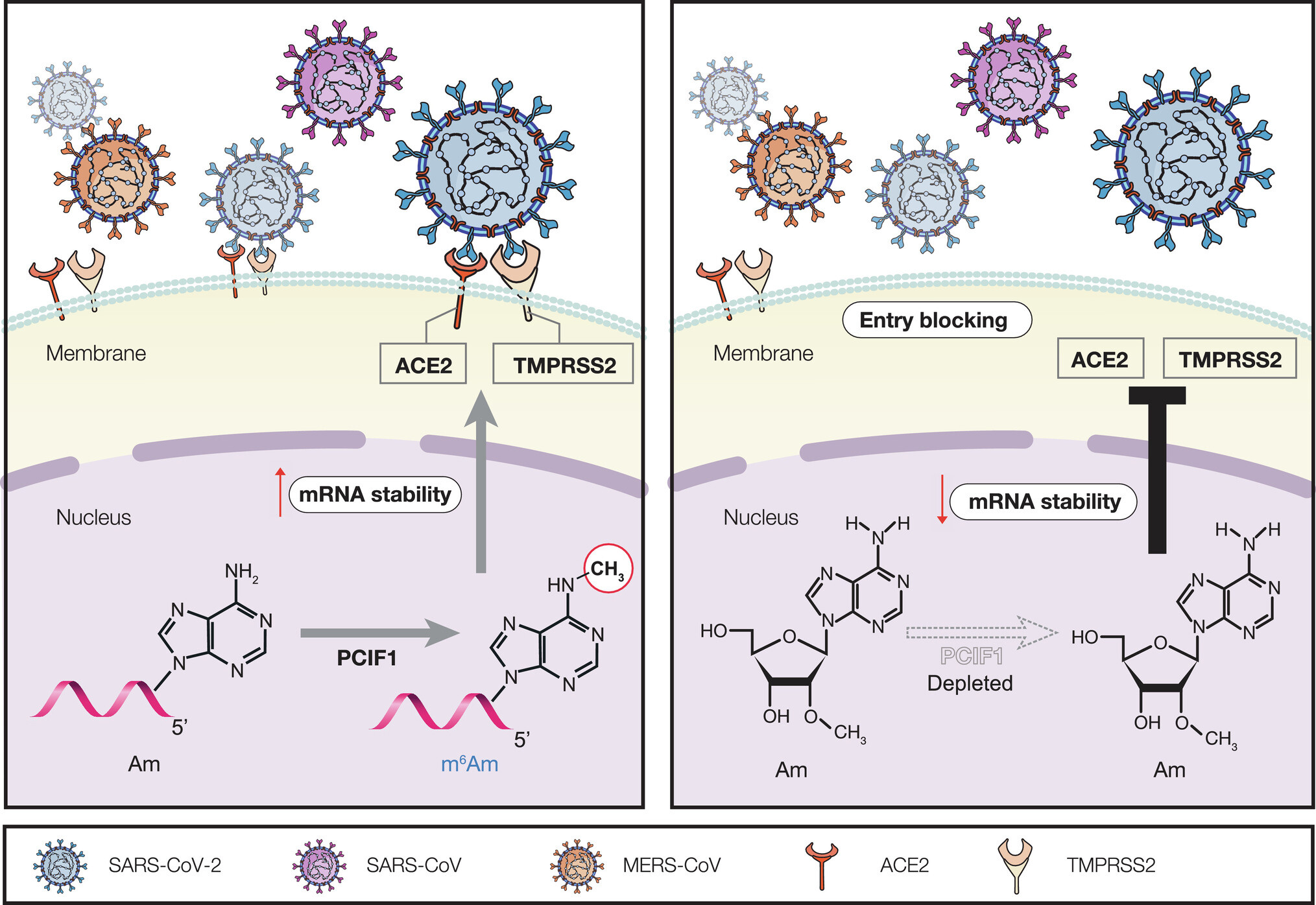 COVID-19感染に関与する宿主細胞因子が治療法を改善する可能性を示唆(Host-Cell Factors Involved in COVID-19 Infections May Augur Improved Treatments)