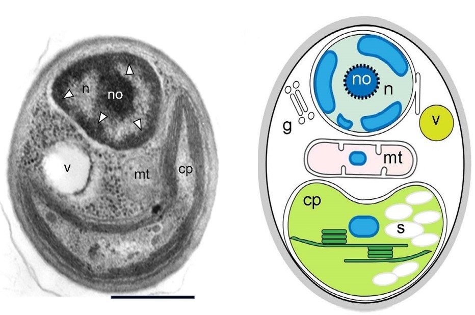 身近にいた新種の微細藻類 ～最小サイズの緑藻・メダカモを発見～