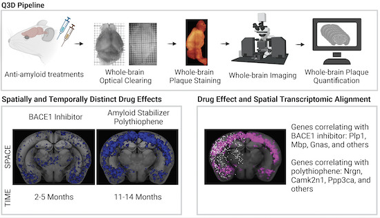 ピーター・ニルソンの分子が、アルツハイマー病の研究に光を与える(Peter Nilsson’s molecules shine a light on Alzheimer’s research)