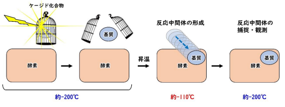 反応途中の酵素を観る新手法の開発～光をあてて温度を変えるだけ!～