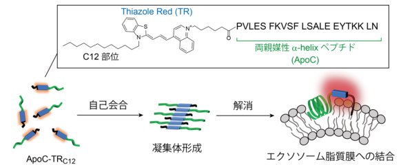 プローブの凝集・解離機構を利用し、標的エクソソームを高感度に検出 ～強い結合力と高い蛍光応答機能を発現～