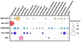 サンゴの白化感受性には細菌も関係する? ～共生藻の細胞表面から光保護機能を持つ色素細菌を発見～