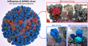 インフルエンザウイルスのコンピューターモデルで、万能ワクチンの可能性を示す(Computer Model of Influenza Virus Shows Universal Vaccine Promise)
