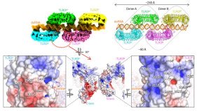 自然免疫受容体TLR3が多量体を形成して二本鎖RNAに結合した構造を解明