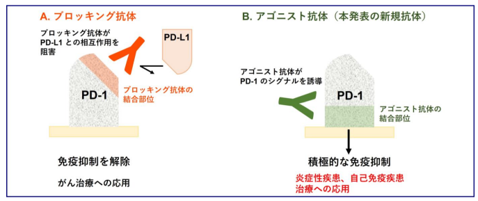 新規免疫抑制薬の開発につながる抗PD-1抗体を発見 ～エピトープ均質化抗体パネル特許技術を応用～