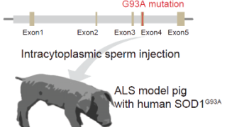ブタ筋萎縮性側索硬化症モデルの作出〜ALS遺伝子・細胞治療のプラットフォーム開発〜