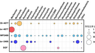 サンゴの白化感受性には細菌も関係する? ～共生藻の細胞表面から光保護機能を持つ色素細菌を発見～