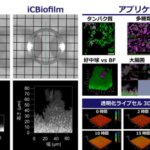 バイオフィルムを数秒で透明化する新技術「iCBiofilm」を開発 ～内部の微細構造や生きたままの微生物を深部まで観察することが可能に～