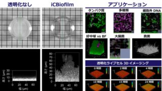 バイオフィルムを数秒で透明化する新技術「iCBiofilm」を開発 ～内部の微細構造や生きたままの微生物を深部まで観察することが可能に～