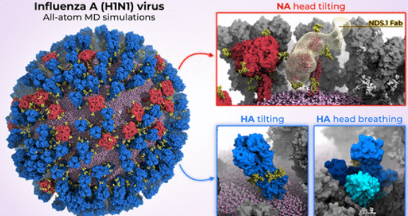 インフルエンザウイルスのコンピューターモデルで、万能ワクチンの可能性を示す(Computer Model of Influenza Virus Shows Universal Vaccine Promise)