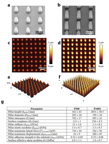 生体組織の再生に役立つ生体材料と細胞の界面を調べる新手法を開発(New methods to investigate the interface between biomaterials and cells to help regenerate body tissues)