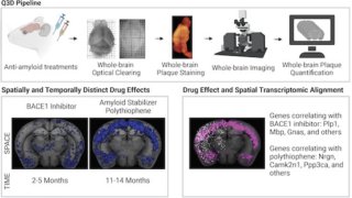 ピーター・ニルソンの分子が、アルツハイマー病の研究に光を与える(Peter Nilsson’s molecules shine a light on Alzheimer’s research)
