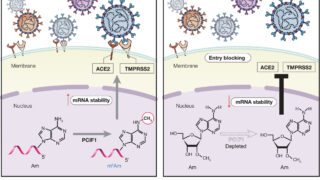 COVID-19感染に関与する宿主細胞因子が治療法を改善する可能性を示唆(Host-Cell Factors Involved in COVID-19 Infections May Augur Improved Treatments)