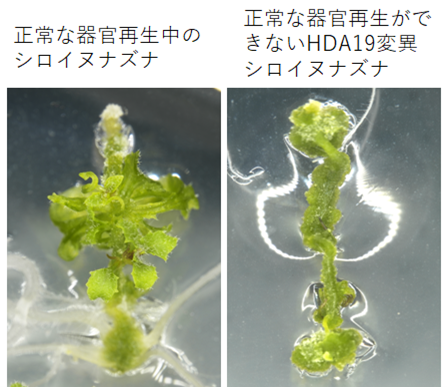 植物の器官再生を制御する酵素を発見～タンパク質の修飾を除去することで器官再生の遺伝子を制御する～