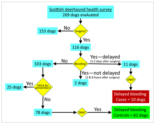 犬の致命的な出血性疾患を発見する遺伝子検査が可能に(Genetic test can detect deadly bleeding disorder in dogs)