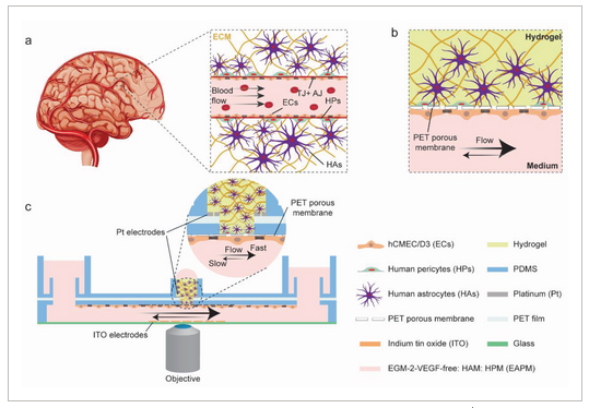 血液脳関門の働きをより深く理解するために(Achieving a better understanding of how the blood-brain barrier works)