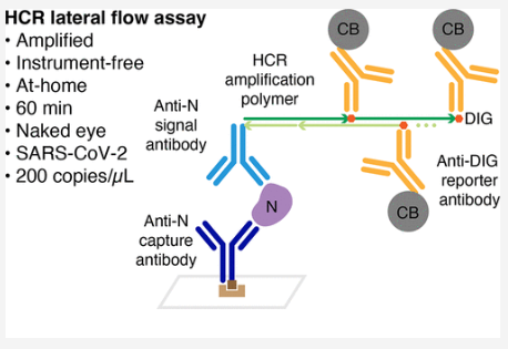 より感度の高い家庭用COVID-19検査法を開発(Researchers Develop a More Sensitive At-Home COVID-19 Test)