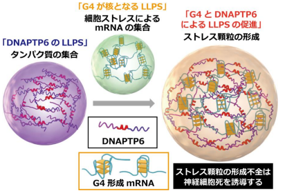 RNA構造「G4」がストレス顆粒の核となる ～神経変性疾患の新しい治療標的の可能性～