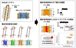 ナノポアを形成する新規ベータシートペプチドを無細胞合成し オリゴペプチドの検出と識別に成功 ～1分子をラベルフリーに検出可能なバイオセンシング技術への応用に期待～