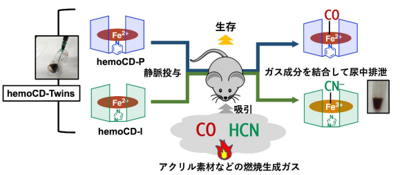 火災ガス中毒の原因である一酸化炭素(CO)とシアン化水素(HCN)の同時解毒が可能な救急救命用治療薬を共同研究により開発