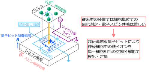 世界初、超伝導磁束量子ビットを応用した磁場センサーで 神経細胞中の鉄イオン検出に成功 ～単一細胞相当の分解能を持つ高精密病理検査の実現に向けた原理を確立～