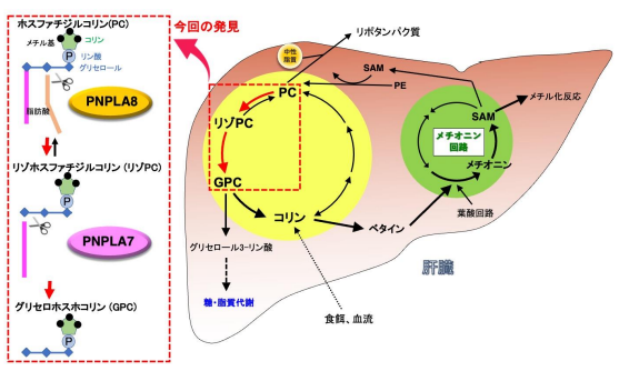 肝臓の細胞膜から重要な栄養素コリンを取り出す仕組みを発見