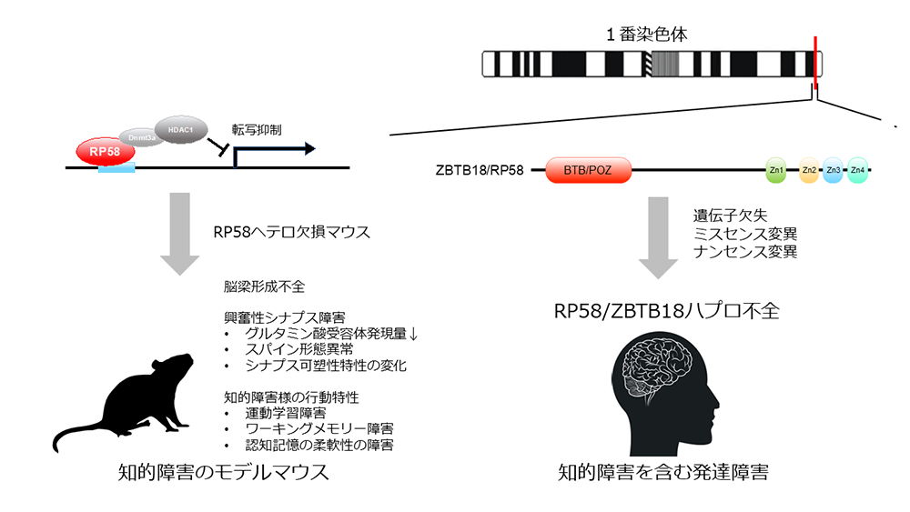 RP58/ZBTB18ハプロ不全の原因として興奮性シナプス障害を発見
