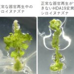 植物の器官再生を制御する酵素を発見～タンパク質の修飾を除去することで器官再生の遺伝子を制御する～