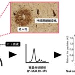 脳内のアルツハイマー病変を早期検出する血液バイオマーカーの産生機構を解明