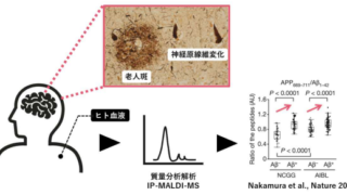 脳内のアルツハイマー病変を早期検出する血液バイオマーカーの産生機構を解明