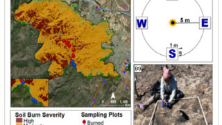 焼けた土に菌やバクテリアが牙をむく(Fungi and bacteria are binging on burned soil)