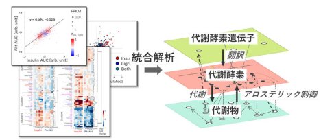 細胞内の酵素の働きを徹底解剖する ～リン酸化酵素Akt2のつかさどる分子ネットワークの解明～