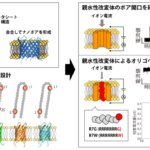 ナノポアを形成する新規ベータシートペプチドを無細胞合成し オリゴペプチドの検出と識別に成功 ～1分子をラベルフリーに検出可能なバイオセンシング技術への応用に期待～