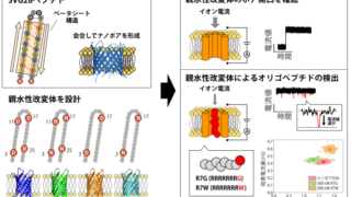 ナノポアを形成する新規ベータシートペプチドを無細胞合成し オリゴペプチドの検出と識別に成功 ～1分子をラベルフリーに検出可能なバイオセンシング技術への応用に期待～