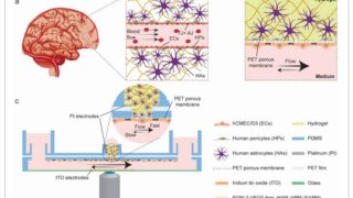 血液脳関門の働きをより深く理解するために(Achieving a better understanding of how the blood-brain barrier works)