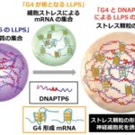 RNA構造「G4」がストレス顆粒の核となる ~神経変性疾患の新しい治療標的の可能性~ RNA構造「G4」がストレス顆粒の核となる ~神経変性疾患の新しい治療標的の可能性~