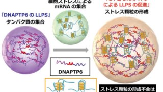 RNA構造「G4」がストレス顆粒の核となる ～神経変性疾患の新しい治療標的の可能性～