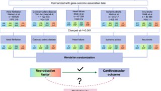 女性の生殖因子は心臓血管系疾患のリスクに寄与する(Reproductive factors in women contribute to risk of cardiovascular disease)