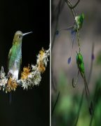 ハチドリは寒さをしのぐために、さまざまな方法で体温調節を行う。(Hummingbirds use torpor in varying ways to survive cold temps)