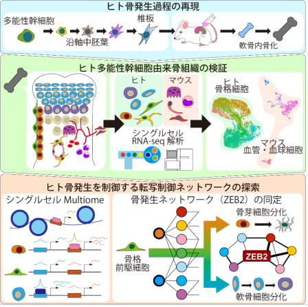 ヒト軟骨内骨化の再現とシングルセルマルチオーム解析を用いた転写制御ネットワークの探求～ヒト骨発 機序の解明とその応用に向けて～