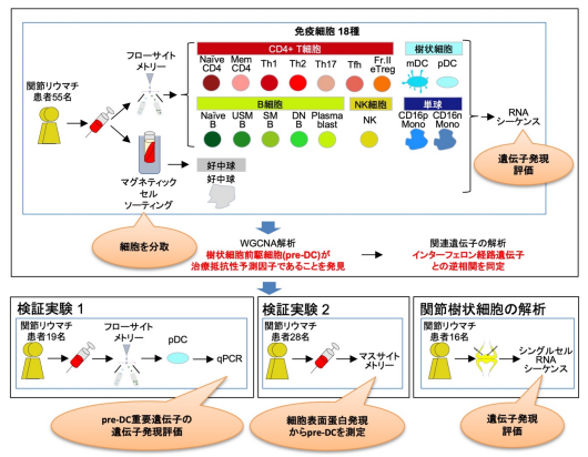 関節リウマチの治療抵抗性に関わる免疫細胞を発見～関節リウマチの個別化医療実現へ期待～