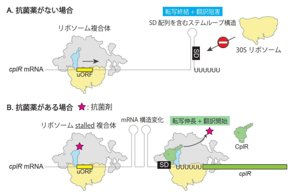 細菌の薬剤耐性化の原因となる新たな因子とその発現メカニズムの発見