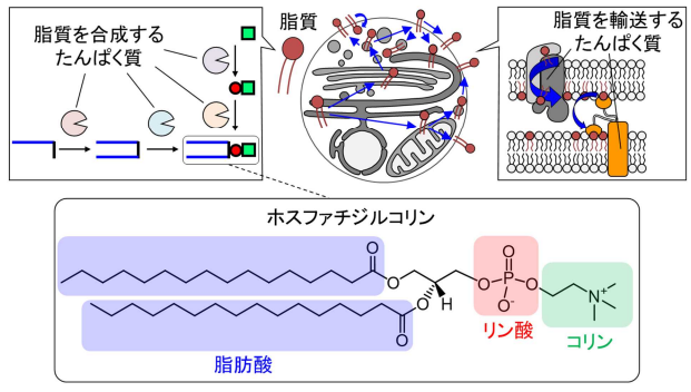 クリックケミストリーにより細胞内脂質を超高速で解析 ～代謝異常の原因遺伝子を同定する技術開発に成功～