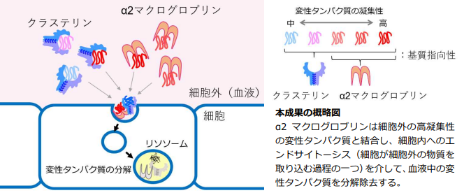 α2マクログロブリンが変性たんぱく質を分解する役割を発見 ～アルツハイマー病などの新しい治療法確立に前進～