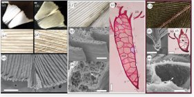 キジバトの羽は、これまで測定された中で最も明るい白色である(Woodcocks have the brightest white feathers ever measured)