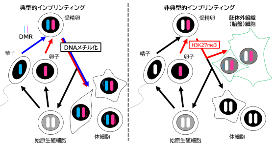 母親からのゲノムに”刷り込まれる”記憶の多様性