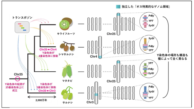 キウイフルーツのゲノム解読が「性染色体進化の定説」を覆す