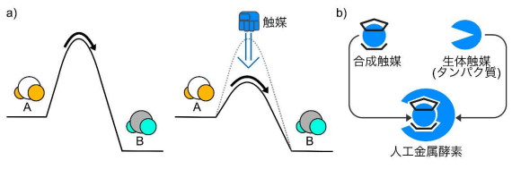 たんぱく質のアミノ酸残基選択的ラベル化を 可能とする光駆動型人工金属酵素の開発 ～働く環境の変化で潜在能力を引き出す～
